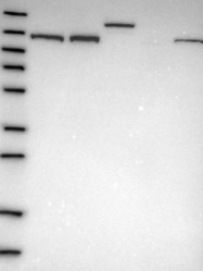 NBP1-87019 - U5-116 kDa / EFTUD2