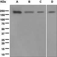 NBP1-95627 - BAT8