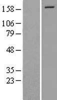 NBL1-10188 - EIF3A Lysate
