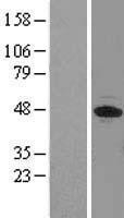 NBL1-10194 - EIF3F Lysate