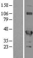 NBL1-10195 - EIF3G Lysate