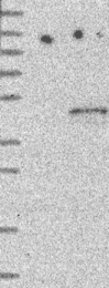 NBP1-84871 - EIF3H / EIF3S3