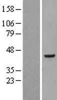 NBL1-10196 - EIF3S3 Lysate