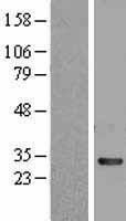 NBL1-10205 - EIF4E2 Lysate