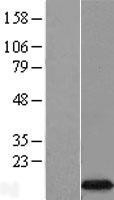NBL1-10208 - EIF4EBP3 Lysate