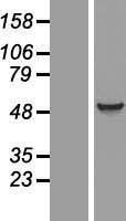 NBL1-10213 - EIF5 Lysate
