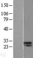 NBL1-10218 - ELA2A Lysate