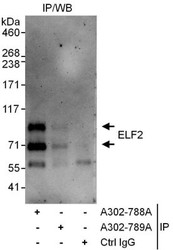 NBP1-47258 - ELF2 / NERF