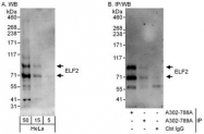 NBP1-47259 - ELF2 / NERF