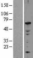 NBL1-10228 - ELF2 Lysate