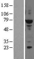 NBL1-10229 - ELF2 Lysate