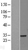 NBL1-10232 - ELF5 Lysate