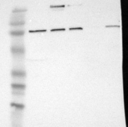 NBP1-90569 - ELFN2
