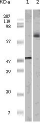 NBP1-47553 - ELK1