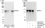 NBP1-46826 - ERC1 / ELKS