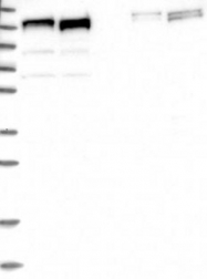 NBP1-88177 - ERC1 / ELKS