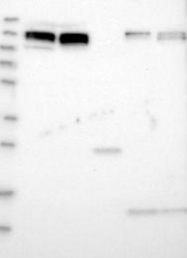 NBP1-88179 - ERC1 / ELKS
