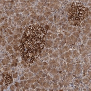 NBP1-89494 - ELL2