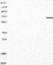 NBP1-89494 - ELL2