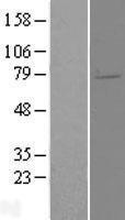NBL1-10237 - ELL2 Lysate