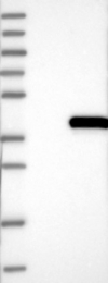 NBP1-85093 - ELMOD1