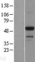 NBL1-10255 - EMID1 Lysate