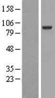 NBL1-10257 - EML1 Lysate