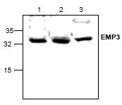 NBP1-45540 - EMP3 / YMP