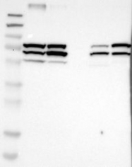 NBP1-81473 - ENDOD1