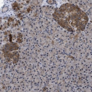 NBP1-87950 - Nuclease EXOG