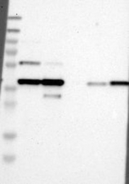 NBP1-87950 - Nuclease EXOG