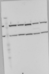 NBP1-85821 - Enolase beta