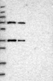 NBP1-93911 - ENTHD1
