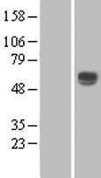 NBL1-10281 - ENTPD2 Lysate