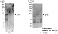 NBP1-71865 - EPC1