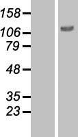 NBL1-10293 - EPH receptor B4 Lysate