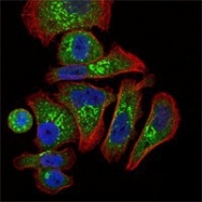 NBP1-51648 - Erythropoietin / EPO