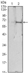 NBP1-51648 - Erythropoietin / EPO