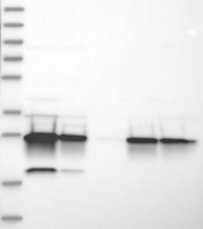 NBP1-84836 - Erythropoietin / EPO