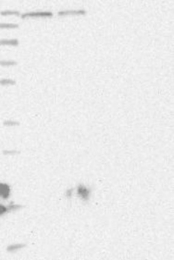 NBP1-84929 - EPRS