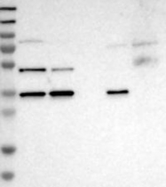 NBP1-89881 - ERGIC3