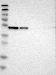 NBP1-89882 - ERGIC3