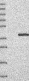 NBP1-83962 - ERGIC1