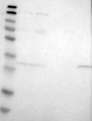 NBP1-83963 - ERGIC1