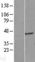 NBL1-10330 - ERGIC2 Lysate