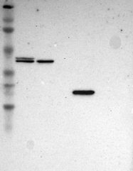 NBP1-84807 - MAPK3 / ERK1