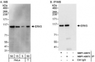 NBP1-42673 - MAPK7 / ERK5