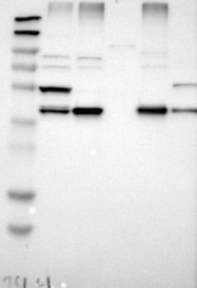NBP1-88539 - Erlin-1
