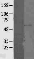 NBL1-10361 - ERM / Etv5 Lysate