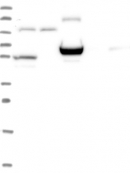 NBP1-87151 - ERMAP